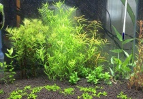 南美青竹是泡在水里养吗？