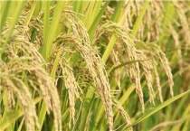 水稻治虫最佳时间