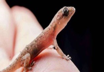 壁虎寿命多长时间 吃什么食物 附壁虎的生活习性