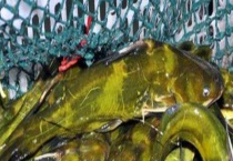 钓嘎鱼用什么打窝好 钓嘎鱼气温越高越好