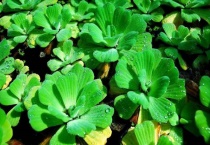 浮水植物是水生植物吗？