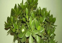 玉树叶子发软怎么办 为什么会发软