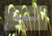 苔花是真正的花吗为什么？