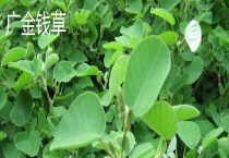 广金钱草和金钱草的区别？ 附其简介和功效