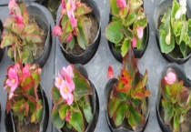 适合新手种植的植物