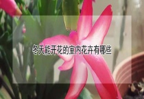 冬天能开花的室内花卉有哪些？
