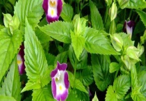 夏堇花蔫了怎么办？