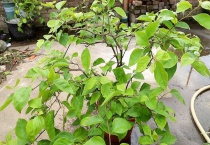 三角梅为什么不开花