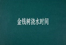 金钱树浇水时间