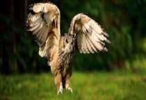 猫头鹰吃什么 有哪些特征