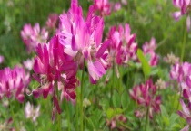 紫云英和苜蓿的区别？