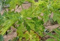 木瓜黄叶是怎么回事