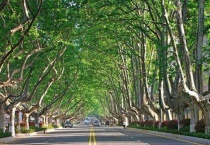 南京为什么种满梧桐树