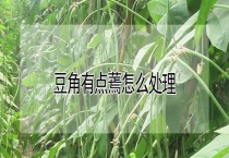 豆角有点蔫怎么多久？