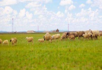 农耕地可以盖房养殖吗？