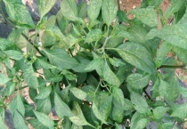 怎样给辣椒打枝