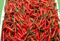 小米辣育苗的多久？