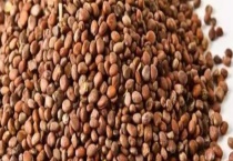 给蔬菜种子浸种有什么技术要点吗 选购好种子的方法有哪些？