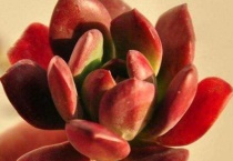 秋丽和红稚莲区别？