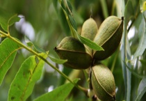 碧根果树结果需要几年 碧根果的主要价值