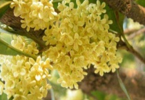 桂花迟迟不开原因？