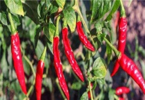 矮壮素的使用方法和用量