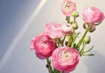 洋牡丹是深水养还是浅水养