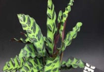 猫眼竹芋不长新芽怎么办？