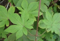 律草是什么植物