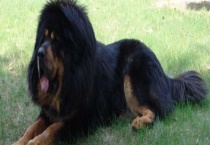 饲养藏獒不简单 这些注意事项要知道