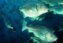 鳕鱼是不是深海鱼 鳕鱼有哪些食用多久？