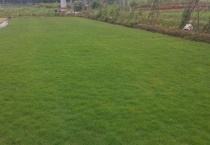 百慕大草坪四季常青吗？