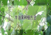 牛油果种植多久？