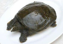 甲鱼乌龟王八鳖的区别？