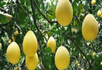 文旦和柚子的区别？