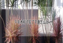 千年木杆子软了干瘪怎么办？