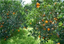 春末夏初的果树有哪些？