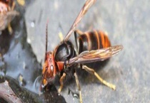 黄腰虎头蜂的毒性强吗 被黄腰虎头蜂蛰了会怎样？