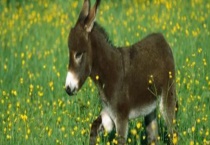 驴属于什么科属动物 附驴子的养殖