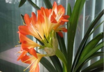 君子兰秋天能换盆吗？