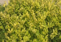 黄杨的繁殖方法 附生长环境介绍