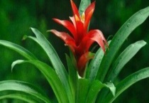 鸿运当头叶子发黄怎么办 需对症下药