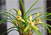 11月是什么花为代表