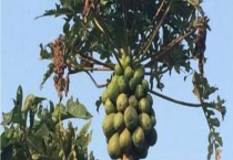 木瓜树开花结果需要几年 木瓜有哪些营养成分