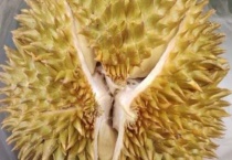 广东种榴莲会结果吗？