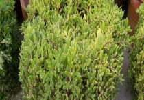 吃垂盆草时要注意哪些？