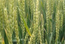 小麦与青稞有何不同 从麦芒、穗数和穗子形态特征上进行区分