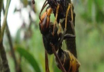 黄腰虎头蜂蛰了怎么处理？注意事项有哪些？