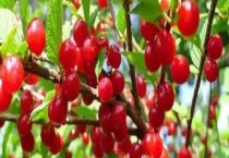 樱桃种能吃吗？