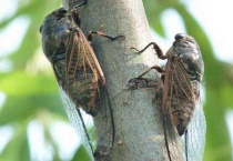 蝉属于完全变态发育还是不完全